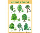Плакат 978-5-43151-676-4 Деревья и листья