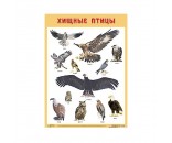Плакат 978-5-43151-905-5 Хищные птицы