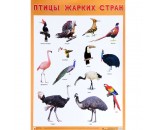 Плакат 978-5-43151-942-0 Птицы жарких стран